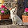 Anouk