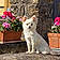 Anouk
