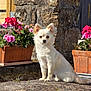 dog, white_dog, flower_pot, pink_flowers, stone_wall, sunlight, outdoor, pet, small_dog, plant, nature, garden, animal, fluffy, cute, sitting, daylight, leaf, ear, canine
