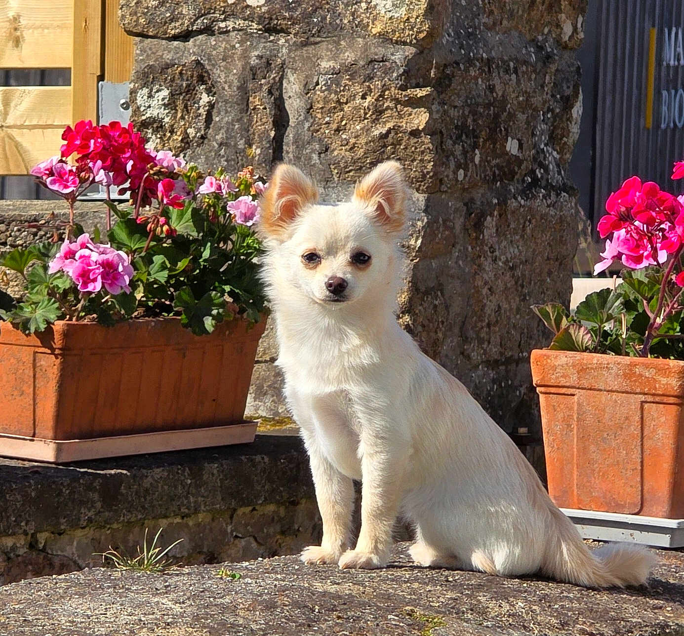 Anouk a rejoint le concours — aidez-le/la à gagner de superbes lots ! dog, white_dog, flower_pot, pink_flowers, stone_wall, sunlight, outdoor, pet, small_dog, plant, nature, garden, animal, fluffy, cute, sitting, daylight, leaf, ear, canine