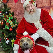 Dex is registered to the contest to win money with this photo: dog, santa_claus, christmas_tree, holiday, festive, red_sweater, christmas_sweater, stockings, gift, smiling, beard, glasses, decorations, indoor, celebration, tongue_out, costume, festive_hat, happy, person