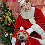 dog, santa_claus, christmas_tree, holiday, festive, red_sweater, christmas_sweater, stockings, gift, smiling, beard, glasses, decorations, indoor, celebration, tongue_out, costume, festive_hat, happy, person