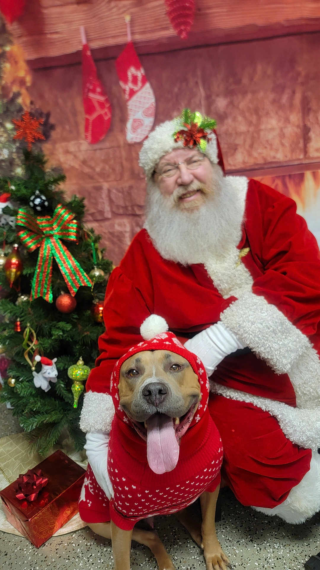 Dex is registered to the contest to win money with this photo: dog, santa_claus, christmas_tree, holiday, festive, red_sweater, christmas_sweater, stockings, gift, smiling, beard, glasses, decorations, indoor, celebration, tongue_out, costume, festive_hat, happy, person