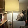 Poutchy a rejoint le concours — aidez-le/la à gagner de superbes lots ! cat, siamese_cat, lamp, radiator, bookshelf, books, wooden_furniture, blanket, indoor, cozy, warm_light, curtain, sitting, pet, animal, home, relaxation, night, floor_lamp, decor