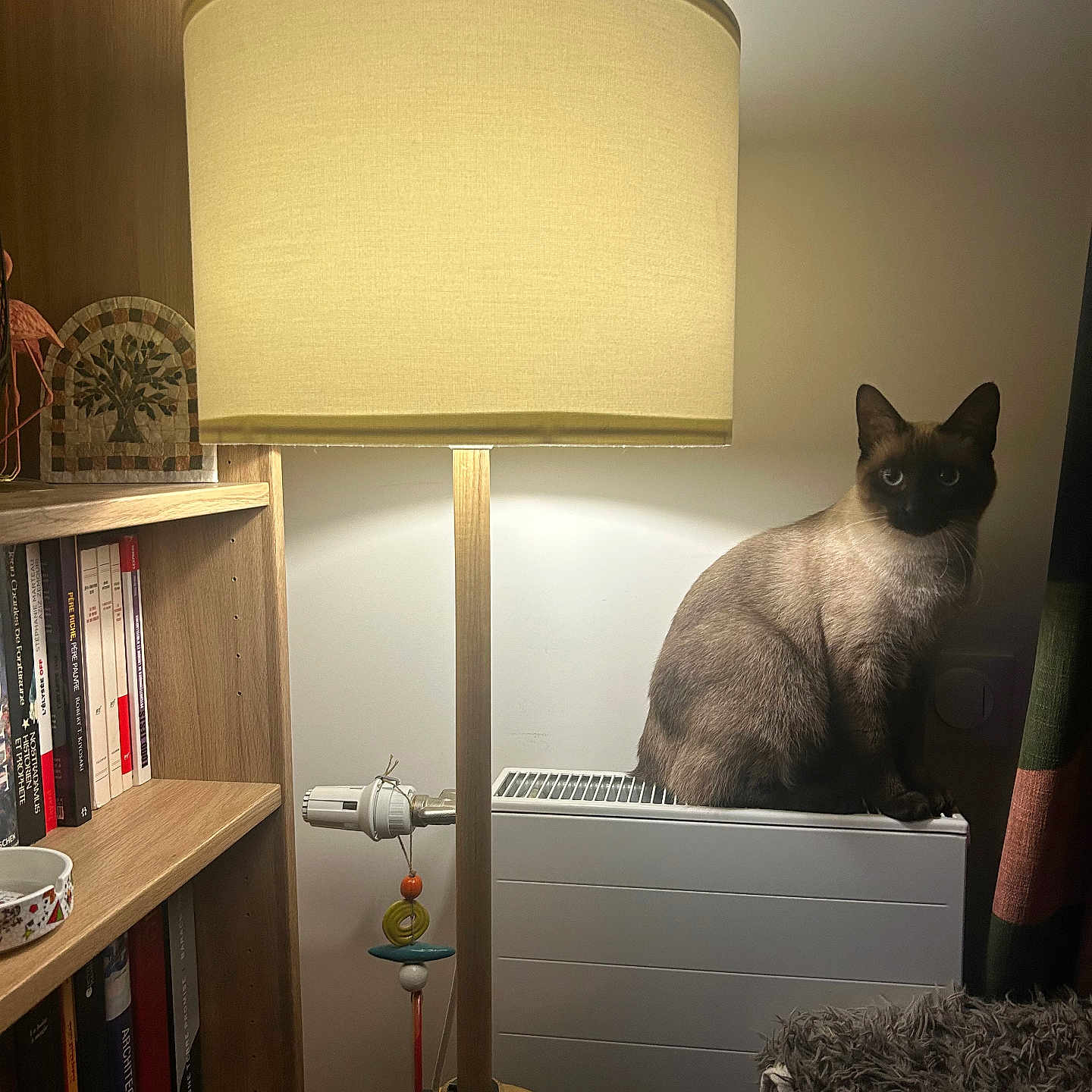 Poutchy a rejoint le concours — aidez-le/la à gagner de superbes lots ! animal, blanket, books, bookshelf, cat, cozy, curtain, decor, floor_lamp, home, indoor, lamp, night, pet, radiator, relaxation, siamese_cat, sitting, warm_light, wooden_furniture