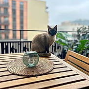 Poutchy a rejoint le concours — aidez-le/la à gagner de superbes lots ! cat, siamese_cat, table, placemat, lantern, balcony, urban, building, blurred_background, wood, chair, plant, outdoor, pet, feline, domestic_animal, decor, daylight, window, railing
