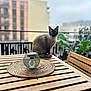cat, siamese_cat, table, placemat, lantern, balcony, urban, building, blurred_background, wood, chair, plant, outdoor, pet, feline, domestic_animal, decor, daylight, window, railing