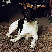 Ruby is registered to the contest to win money with this photo: animal, black_and_white, brown, canine, carpet, companion, dog, domestic, ears_up, floor, furniture, home, indoor, looking_at_camera, lying_down, mat, pet, quiet, quiet_moment, resting