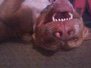 Posiden is registered to the contest to win money with this photo: canidae, carnivore, companion_dog, dog, dog_breed, fang, fawn, felidae, fur, liver, paw, sporting_group, terrestrial_animal, whiskers, wildlife, wrinkle, yawn