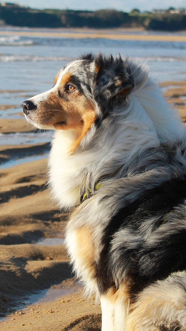 Player participe au concours pour gagner de l'argent avec cette photo : australian_collie, australian_shepherd, beach, border_collie, canidae, carnivore, collie, companion_dog, dog, dog_breed, fur, herding_dog, rough_collie, scotch_collie, shetland_sheepdog, snout, sporting_group, water, whiskers, working_dog