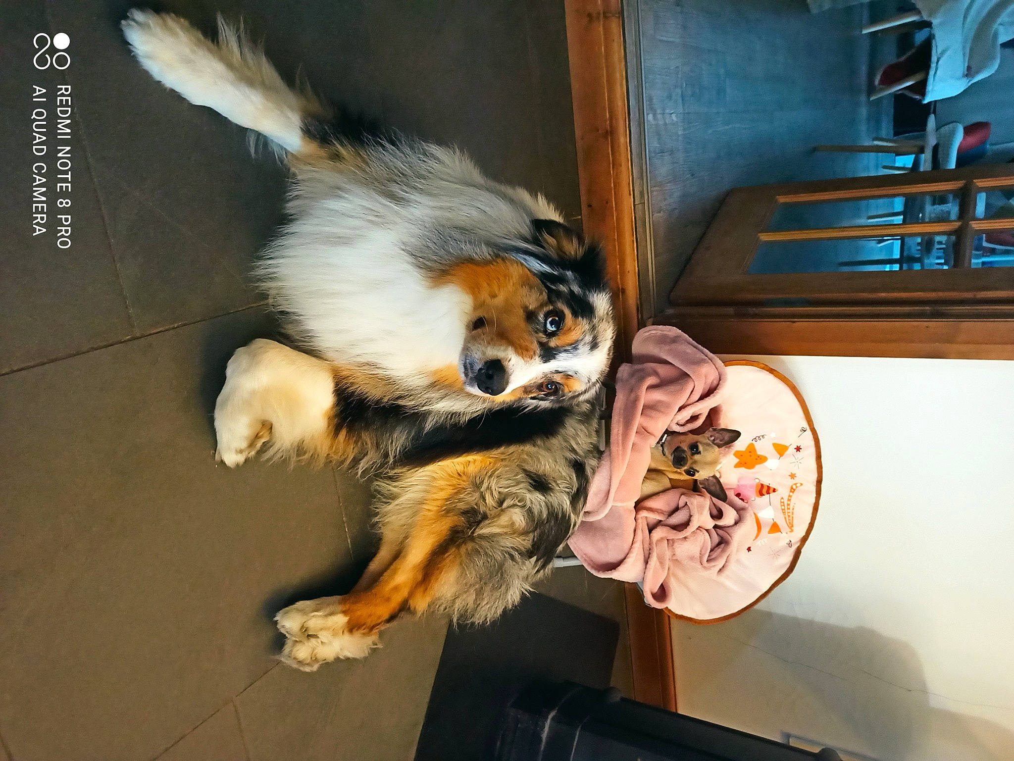 Player a rejoint le concours — aidez-le/la à gagner de superbes lots ! art, carnivore, claw, companion_dog, dog_breed, feather, felidae, flooring, fur, hardwood, illustration, paw, tail, terrestrial_animal, toy_dog, whiskers, wing, wood