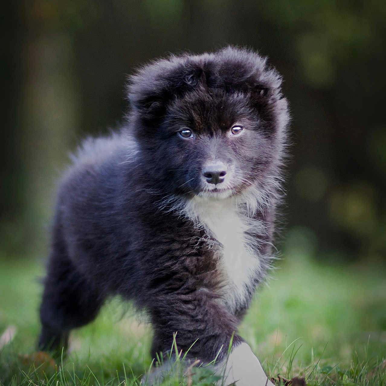 Koda participe au concours pour gagner de l'argent avec cette photo : animal, canine, cat, chow, cockerspaniel, collie, dog, eskimodog, field, grass, grassland, husky, lawn, newfoundland, pet, plant, poodle, puppy, terrier, wolf