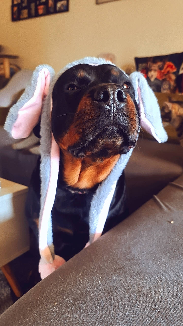 Alma participe au concours pour gagner de l'argent avec cette photo : canidae, carnivore, collar, comfort, companion_dog, dog, dog_breed, dog_collar, dog_supply, ear, fawn, fur, pet_supply, snout, sporting_group, table, whiskers, working_animal, working_dog, wrinkle