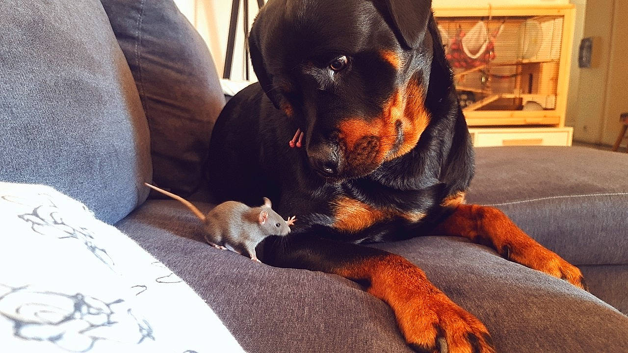 Alma a rejoint le concours — aidez-le/la à gagner de superbes lots ! carnivore, comfort, companion_dog, dobermann, dog, dog_breed, fawn, fur, guard_dog, hound, pinscher, toy_dog, working_animal, working_dog