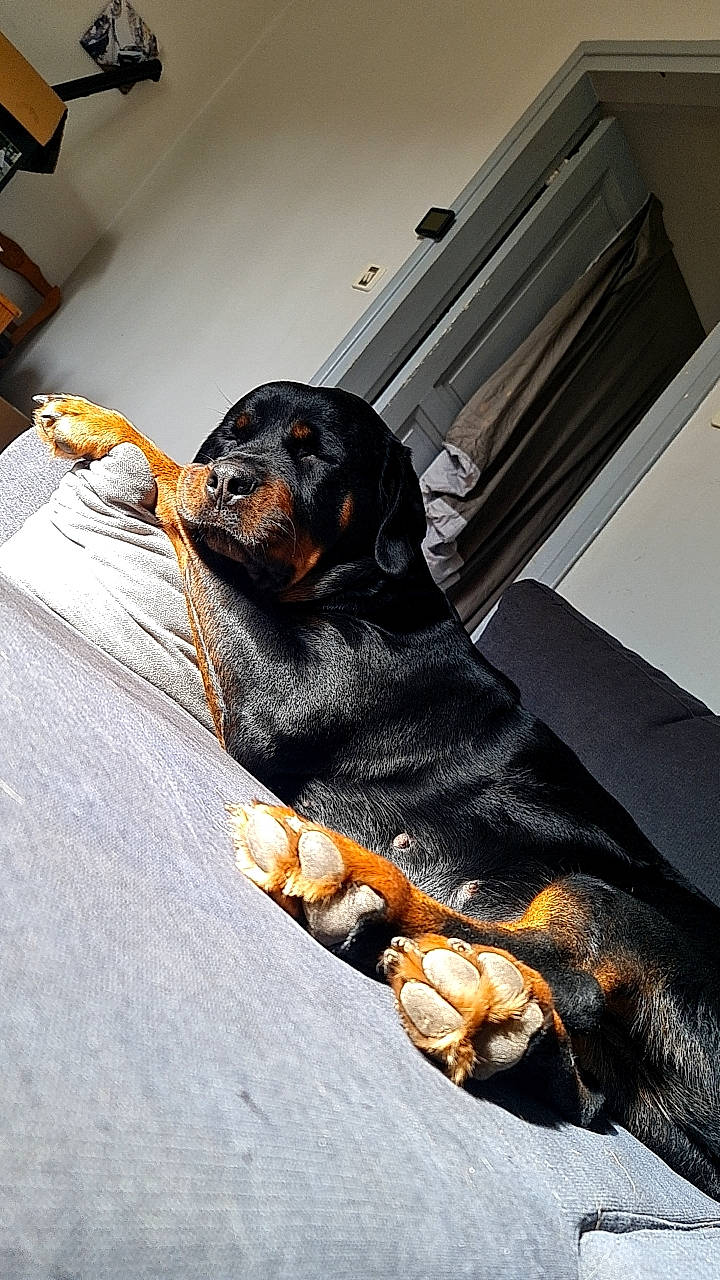 Alma a rejoint le concours — aidez-le/la à gagner de superbes lots ! canidae, carnivore, comfort, companion_dog, dog, dog_breed, fur, guard_dog, hat, hound, hunting_dog, liver, snout, sporting_group, terrestrial_animal, whiskers, working_animal, working_dog