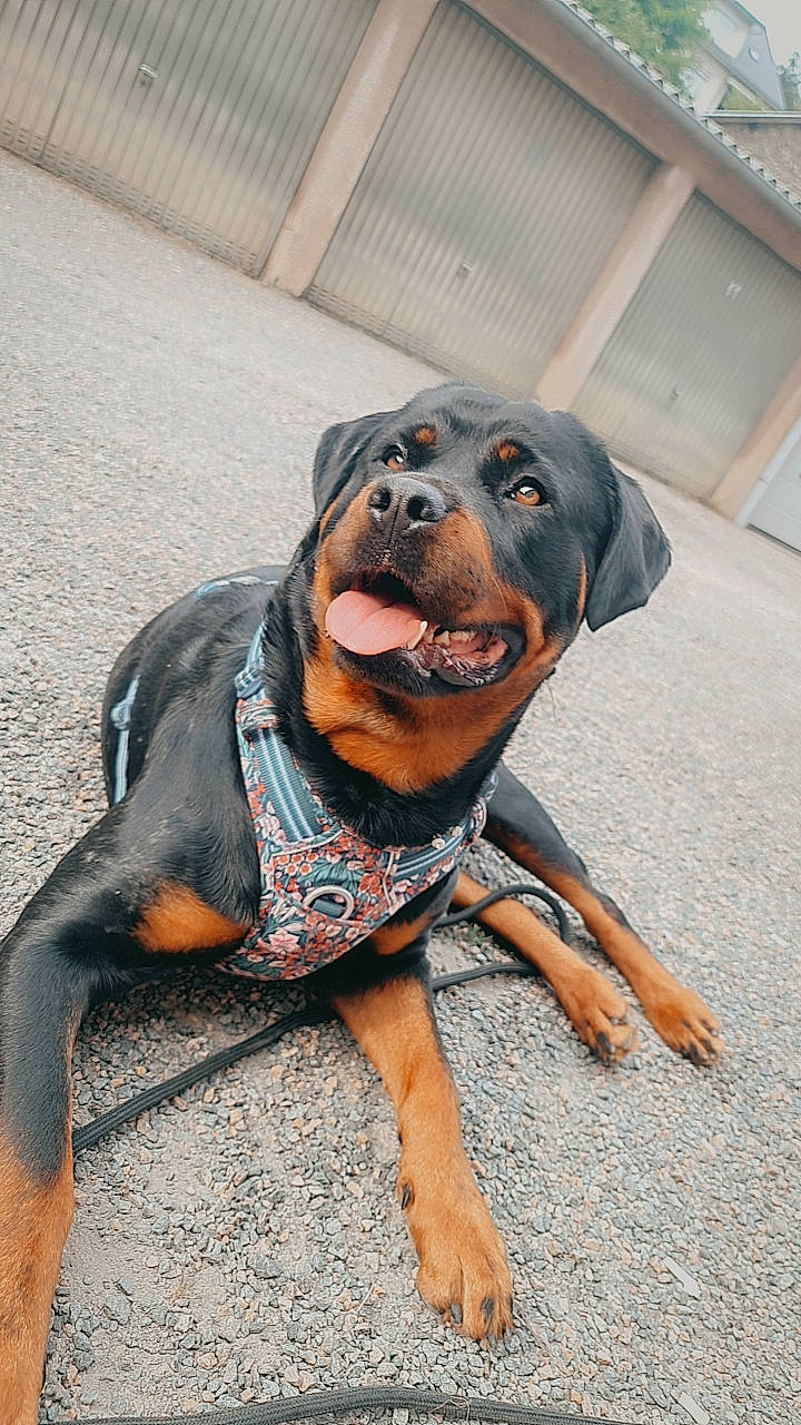 Alma participe au concours pour gagner de l'argent avec cette photo : canidae, carnivore, collar, companion_dog, dog, dog_breed, dog_clothes, dog_collar, dog_supply, fawn, grey, guard_dog, hound, leash, personal_protective_equipment, pet_supply, snout, sporting_group, working_animal, working_dog
