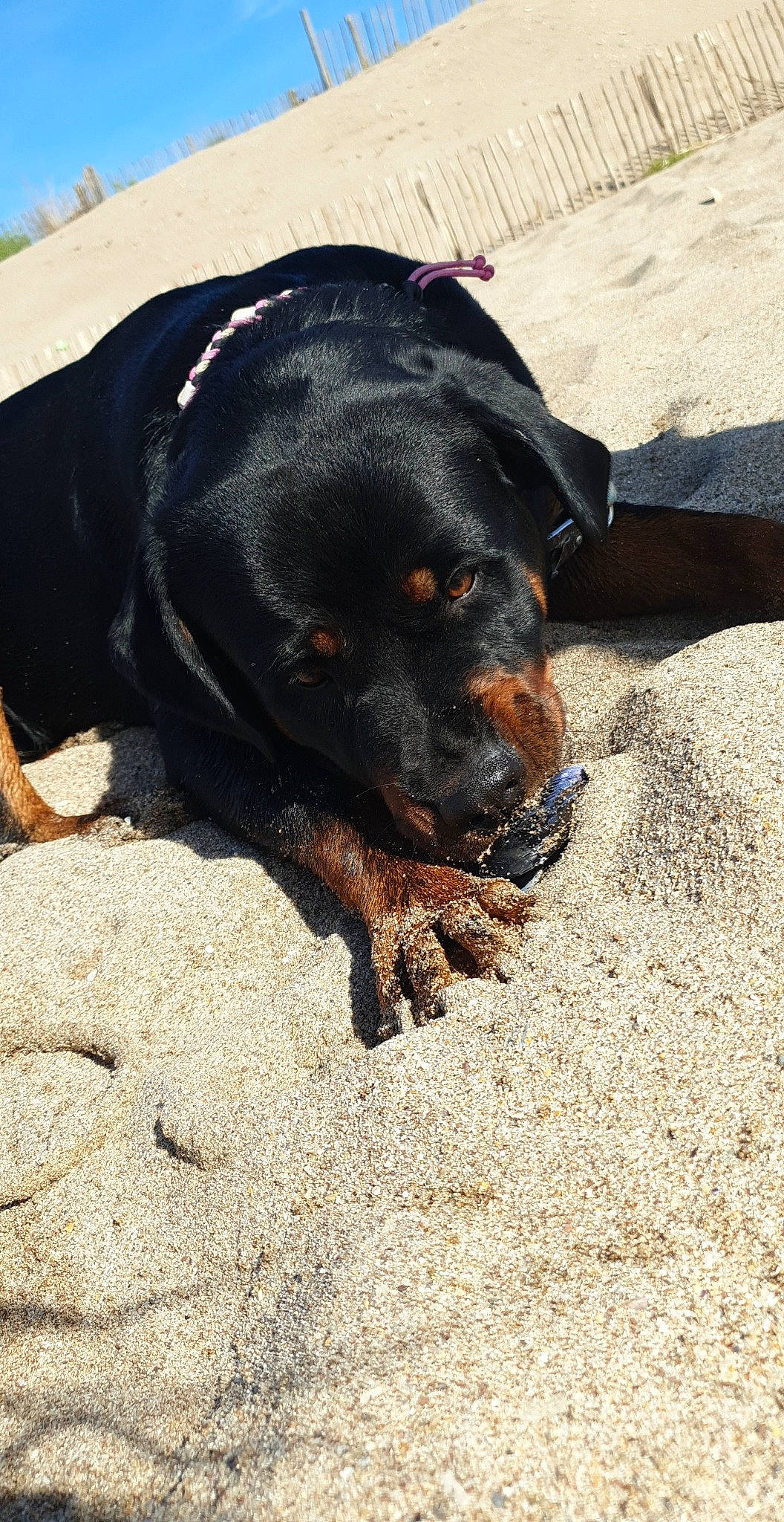 Alma a rejoint le concours — aidez-le/la à gagner de superbes lots ! canidae, carnivore, dog, dog_breed, hunting_dog, natural_material, rottweiler, snout, sporting_group, terrestrial_animal, working_dog