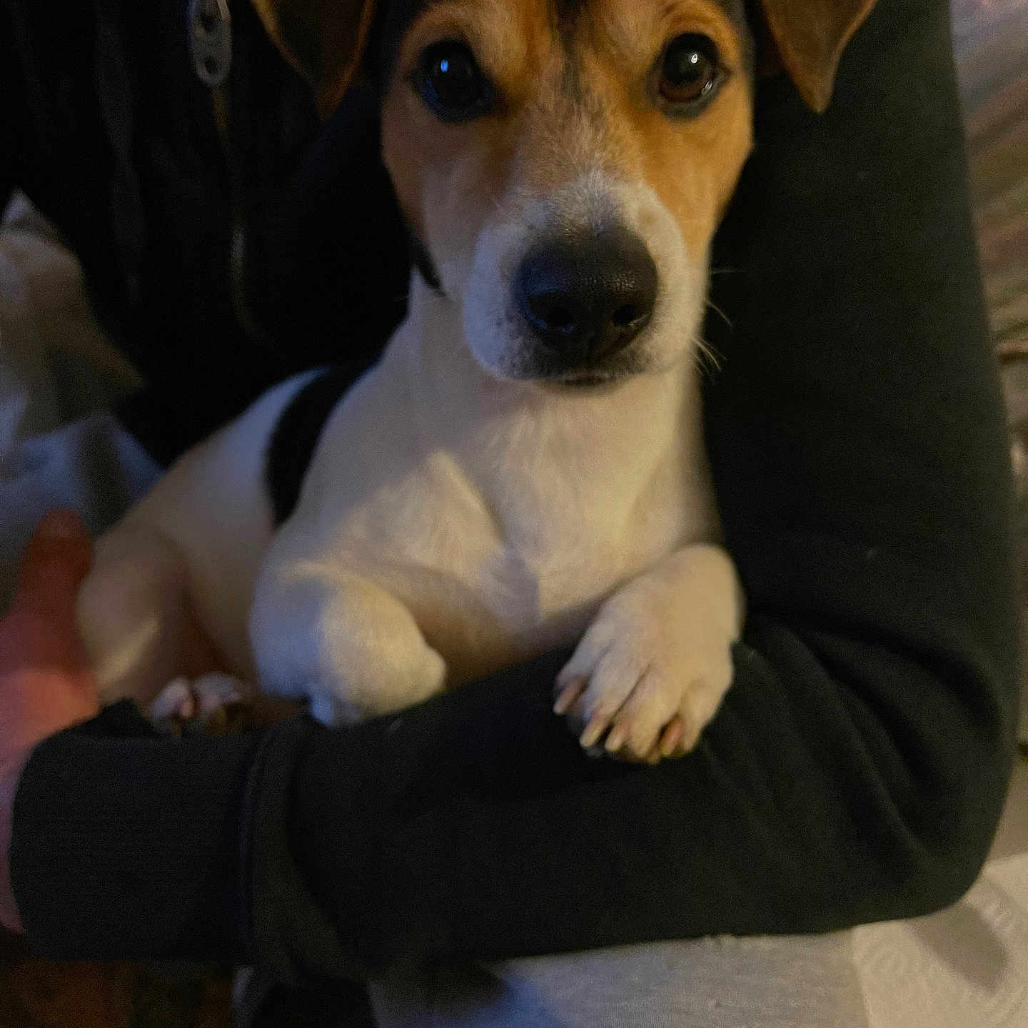 Oxmo a rejoint le concours — aidez-le/la à gagner de superbes lots ! accessories, animal, beagle, canine, chair, clothing, couch, dog, furniture, hound, husky, knitwear, labradorretriever, pants, pet, puppy, snout, strap, sweater, sweatshirt