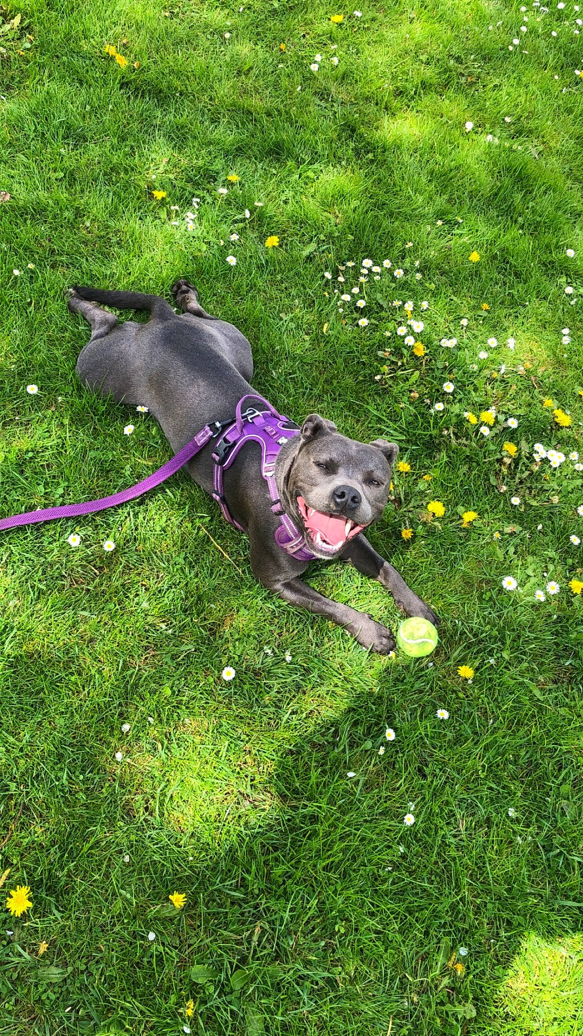 Cali a rejoint le concours — aidez-le/la à gagner de superbes lots ! carnivore, collar, companion_dog, dog, dog_breed, dog_collar, dog_supply, fashion_accessory, fawn, flower, grass, grassland, groundcover, lawn, leash, pet_supply, plant, shrub, sporting_group, tail