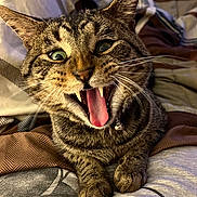 Stoddard is registered to the contest to win money with this photo: cat, tabby, pet, animal, feline, whiskers, paws, teeth, tongue, bed, blanket, indoor, fur, closeup, cute, playful, resting, expression, collar, bell