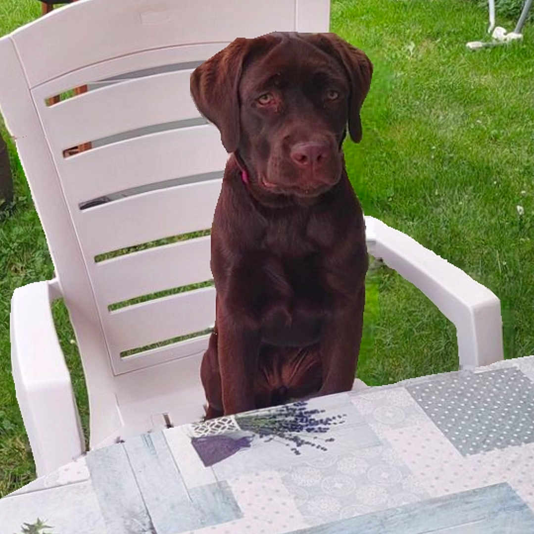 Violette a rejoint le concours — aidez-le/la à gagner de superbes lots ! animal, backyard, boxer, bulldog, canine, chair, diningtable, dog, furniture, grass, hound, labradorretriever, lawn, nature, outdoors, pet, plant, puppy, table, yard