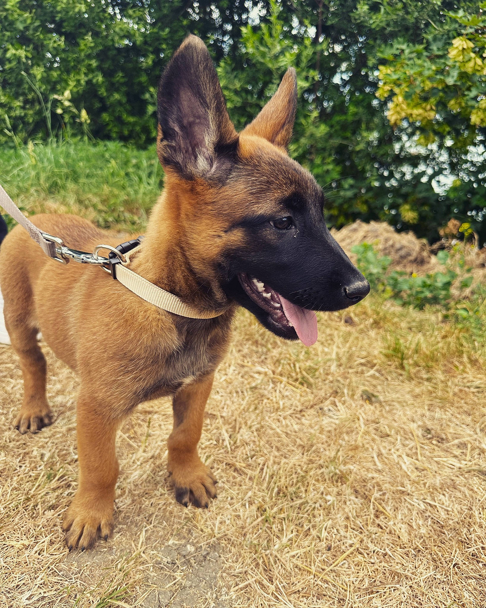 Urko participe au concours pour gagner de l'argent avec cette photo : biting, canidae, carnivore, collar, companion_dog, dog, dog_breed, east_european_shepherd, fawn, german_shepherd_dog, herding_dog, plant, snout, sporting_group, terrestrial_animal, tree, working_animal, working_dog
