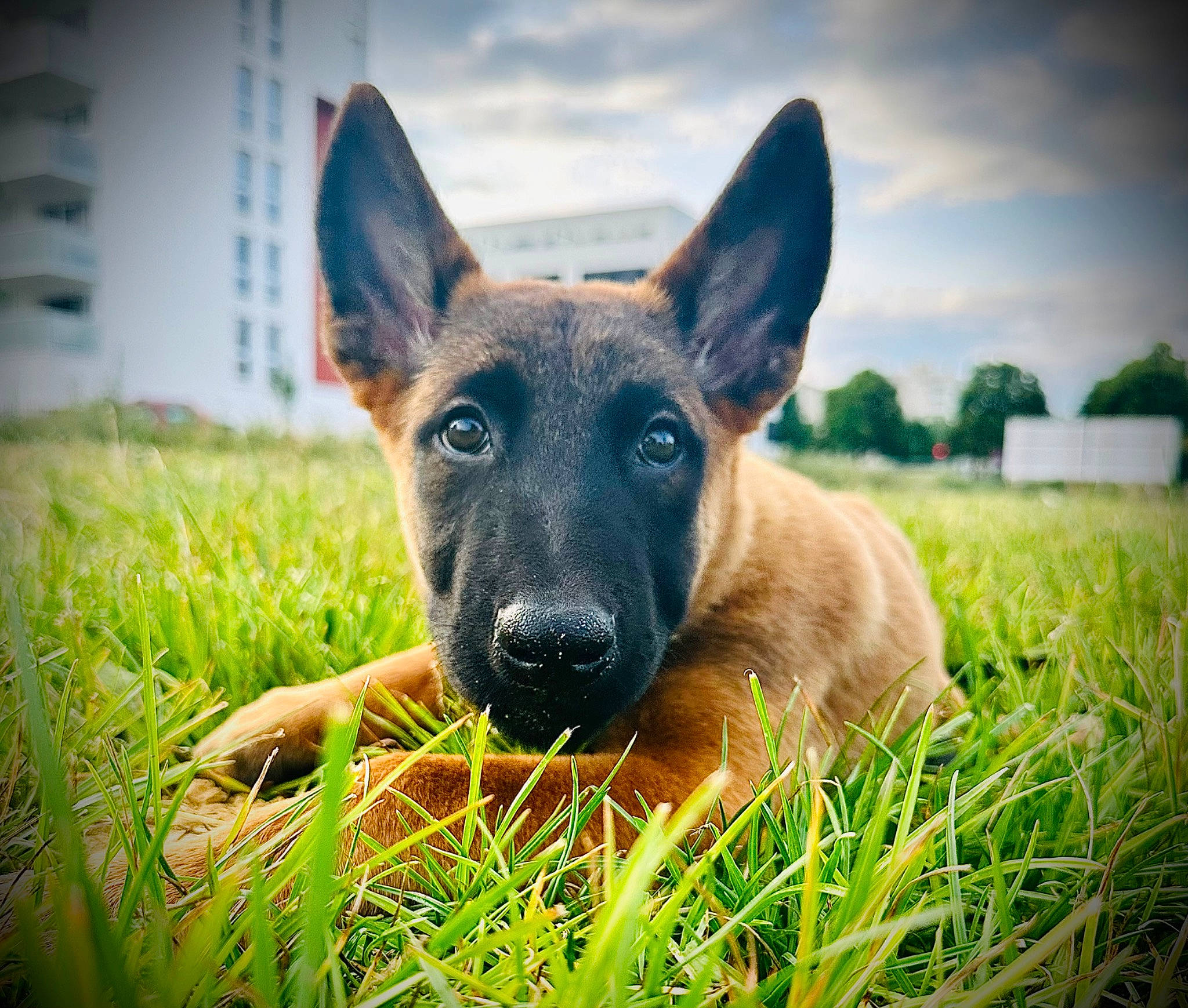 Urko a rejoint le concours — aidez-le/la à gagner de superbes lots ! canidae, carnivore, cloud, companion_dog, dog, dog_breed, ear, fawn, grass, grassland, happy, herding_dog, pasture, plant, sky, snout, sporting_group, terrestrial_animal, whiskers, working_animal