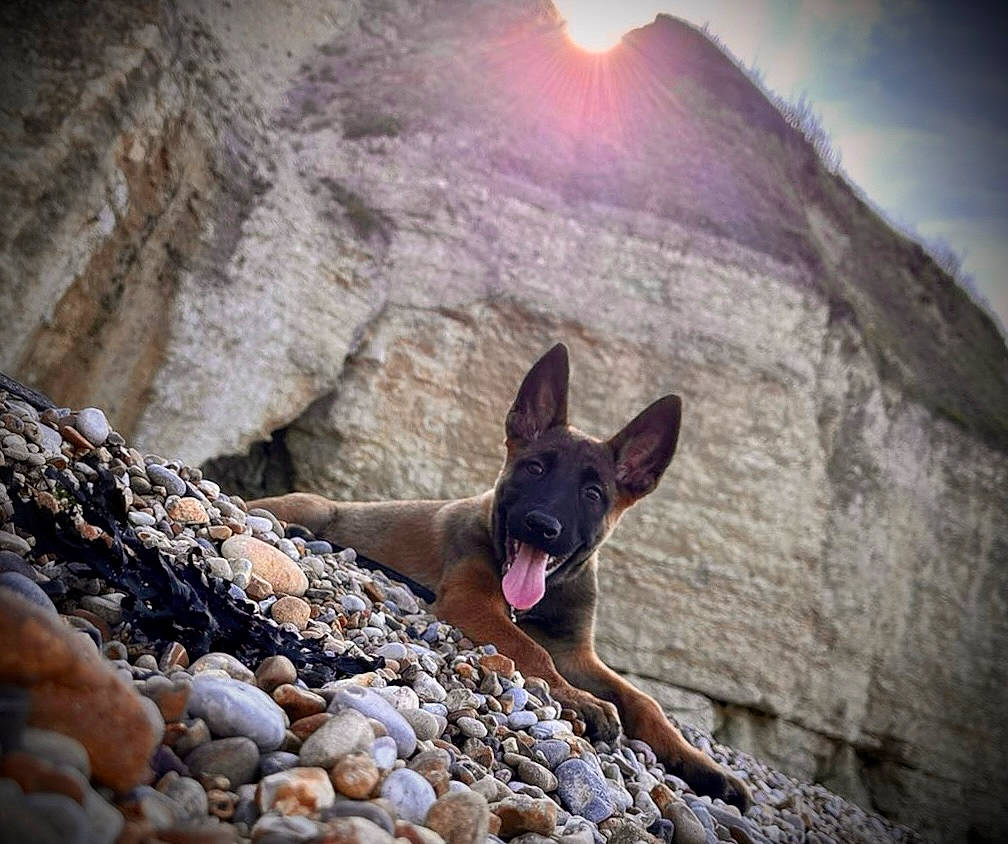 Urko participe au concours pour gagner de l'argent avec cette photo : adventure, bedrock, carmine, carnivore, dog, dog_breed, fawn, geological_phenomenon, landscape, leisure, mountain, mountainous_landforms, outcrop, plant, recreation, rock, sky, travel, tree, wilderness
