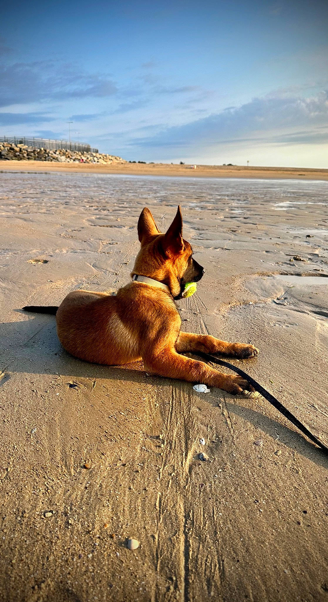 Urko participe au concours pour gagner de l'argent avec cette photo : beach, calm, canidae, carnivore, cloud, coast, companion_dog, dog, dog_breed, fawn, horizon, landscape, ocean, sand, shadow, sky, sporting_group, tail, terrestrial_animal, wood