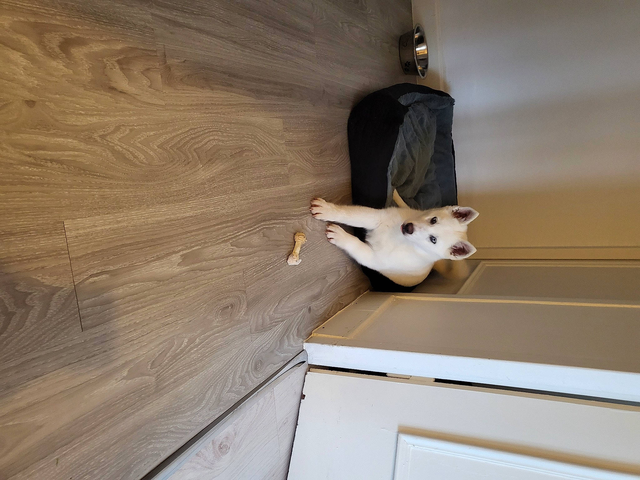 Laya a rejoint le concours — aidez-le/la à gagner de superbes lots ! carnivore, cat, ceiling, fawn, felidae, floor, flooring, hardwood, pattern, plank, plywood, room, small_to_medium_sized_cats, stairs, tail, varnish, wall, whiskers, wood, wood_stain