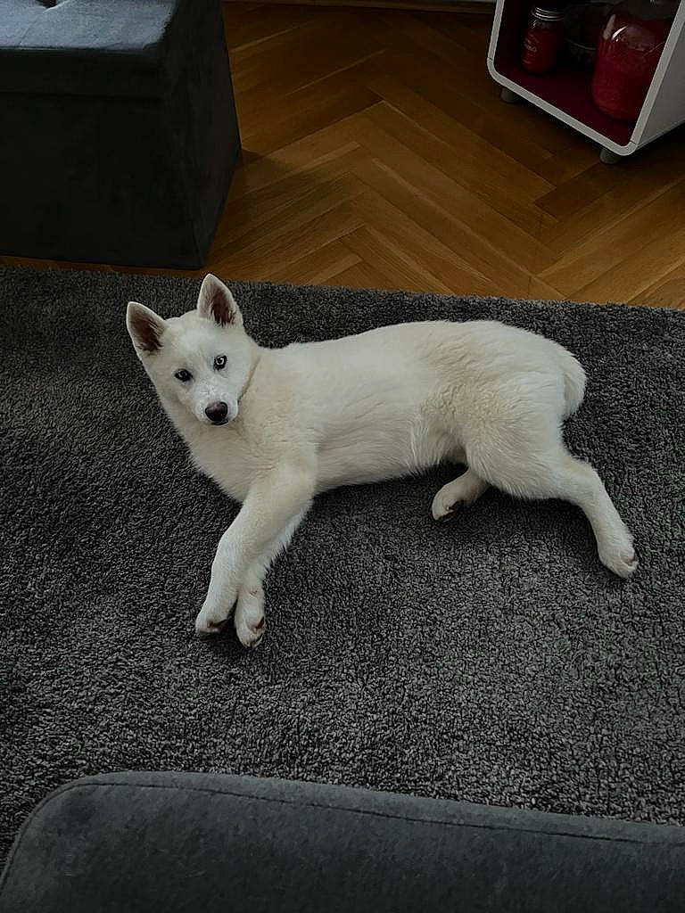 Laya participe au concours pour gagner de l'argent avec cette photo : canidae, carnivore, cat, companion_dog, dog_breed, domestic_short_haired_cat, fawn, felidae, floor, flooring, fur, paw, road_surface, small_to_medium_sized_cats, snout, sporting_group, tableware, tail, terrestrial_animal, whiskers