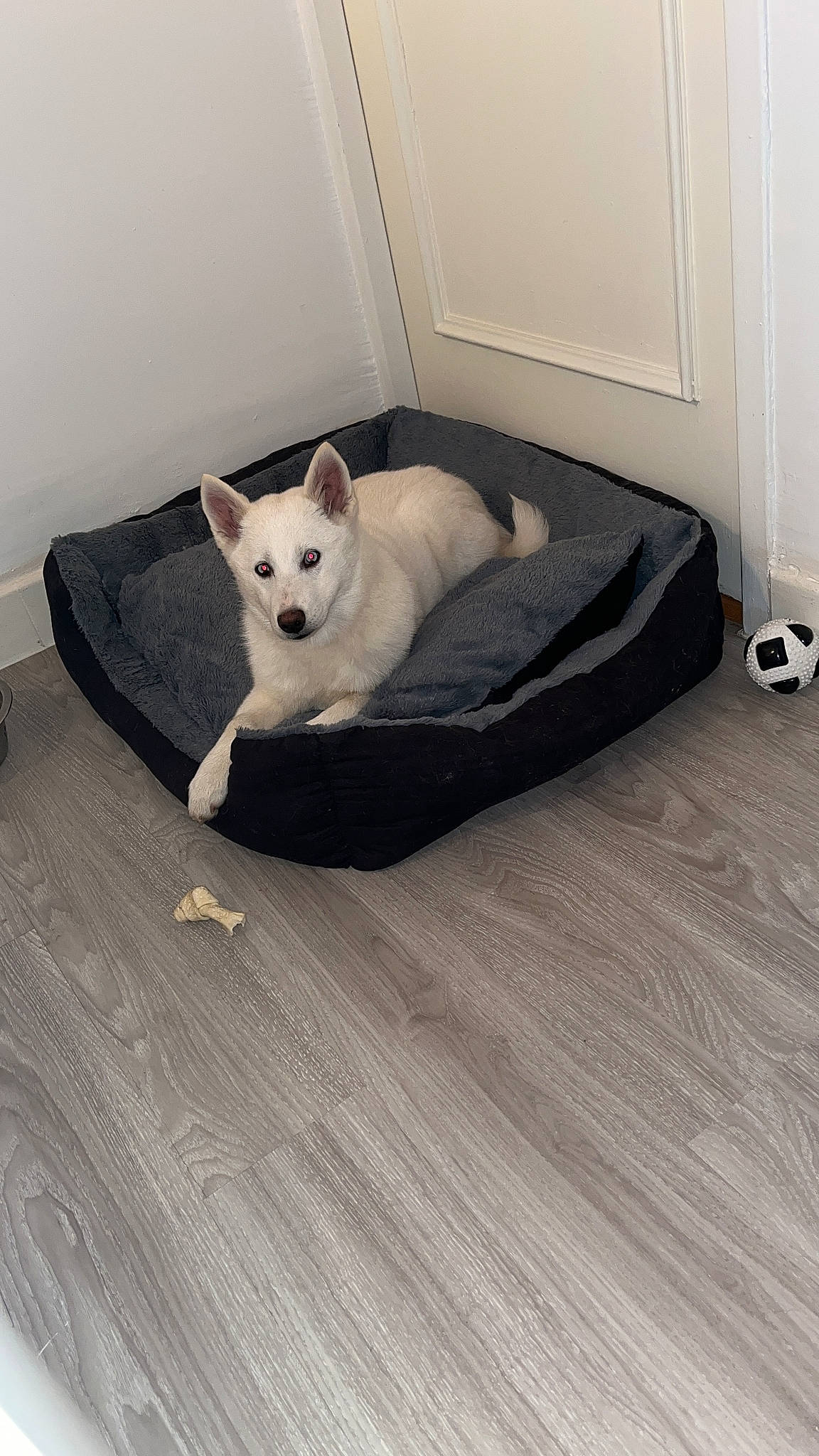 Laya participe au concours pour gagner de l'argent avec cette photo : canidae, carnivore, comfort, companion_dog, couch, dog, dog_breed, dog_supply, felidae, floor, flooring, hardwood, laminate_flooring, linens, paw, sporting_group, tail, wood, wood_flooring, working_animal