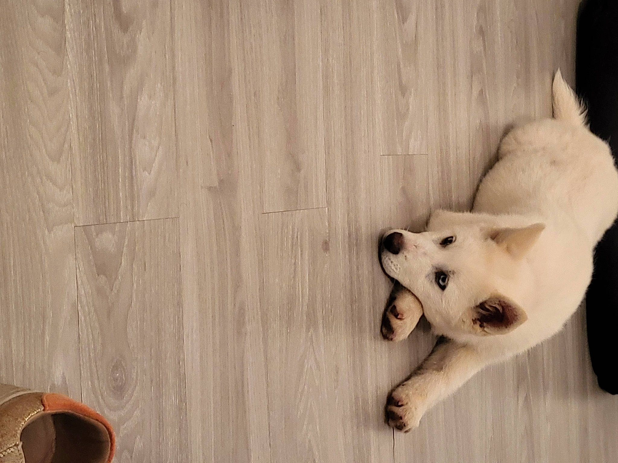 Laya participe au concours pour gagner de l'argent avec cette photo : canidae, carnivore, companion_dog, dog, dog_breed, flooring, fur, hardwood, paw, plank, plywood, snout, sporting_group, tail, terrestrial_animal, varnish, wheel, wood, wood_stain, working_animal