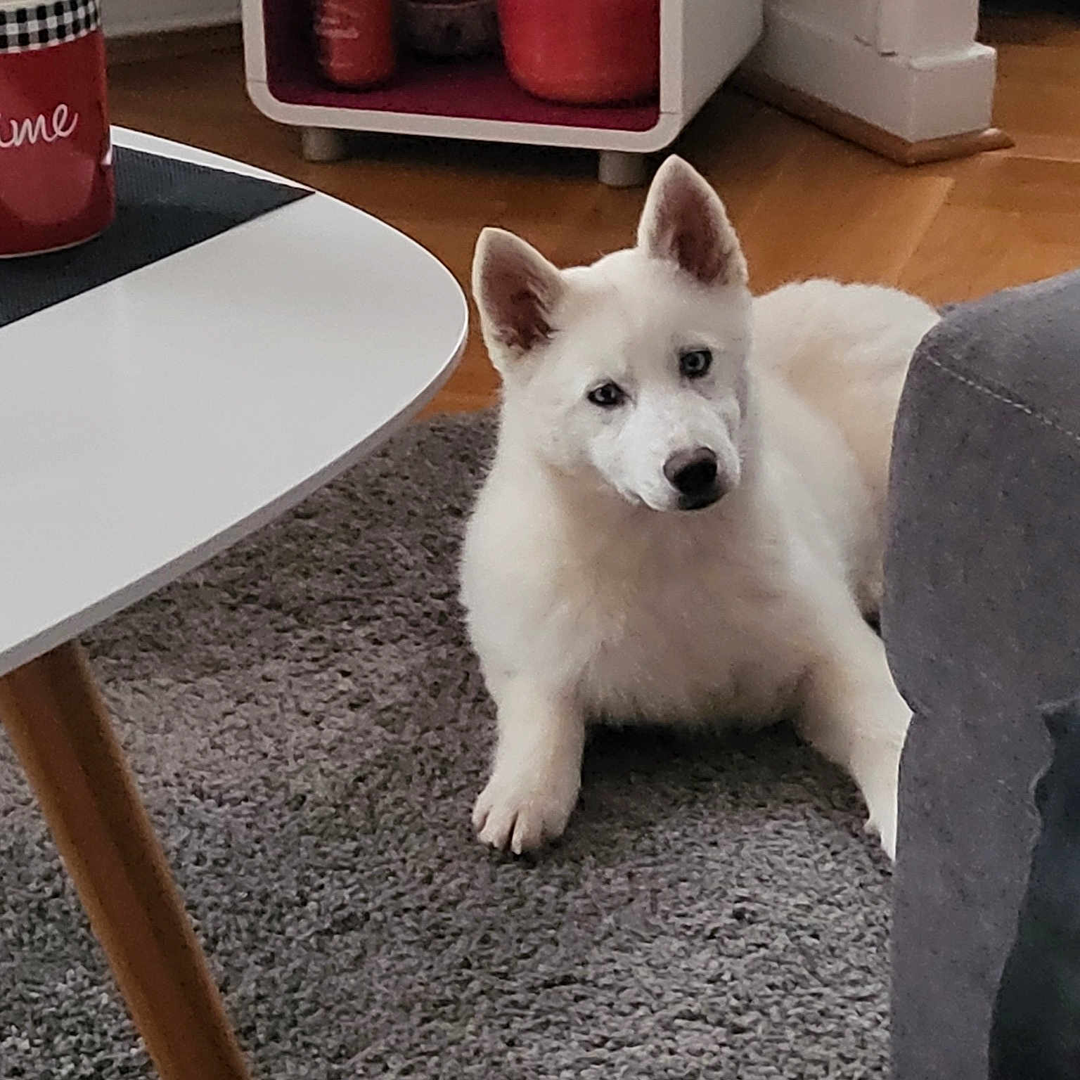 Laya