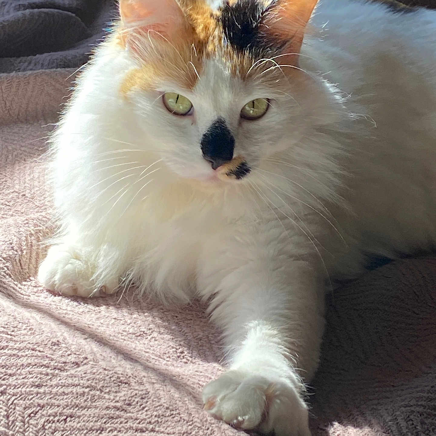 Cortana joined the competition — help win amazing prizes! abyssinian, angora, animal, bed, blanket, cat, couch, cushion, furniture, homedecor, indoors, kitten, manx, person, pet, quilt, siamese, sleeping, white