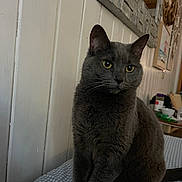 Mavrick joined the competition — help win amazing prizes! animal, bed, cat, checkered_bedspread, cozy, decor, domestic_cat, ears, feline, fur, gray_cat, home, indoor, paneling, pet, portrait, sitting, wall, whiskers, yellow_eyes