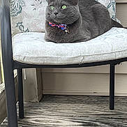 Binxy joined the competition — help win amazing prizes! cat, gray_cat, green_eyes, bow_tie, collar, chair, cushion, floral_pattern, outdoor, porch, wood_floor, pet, animal, feline, relaxed, seated, domestic_animal, close_up, side_view, calm