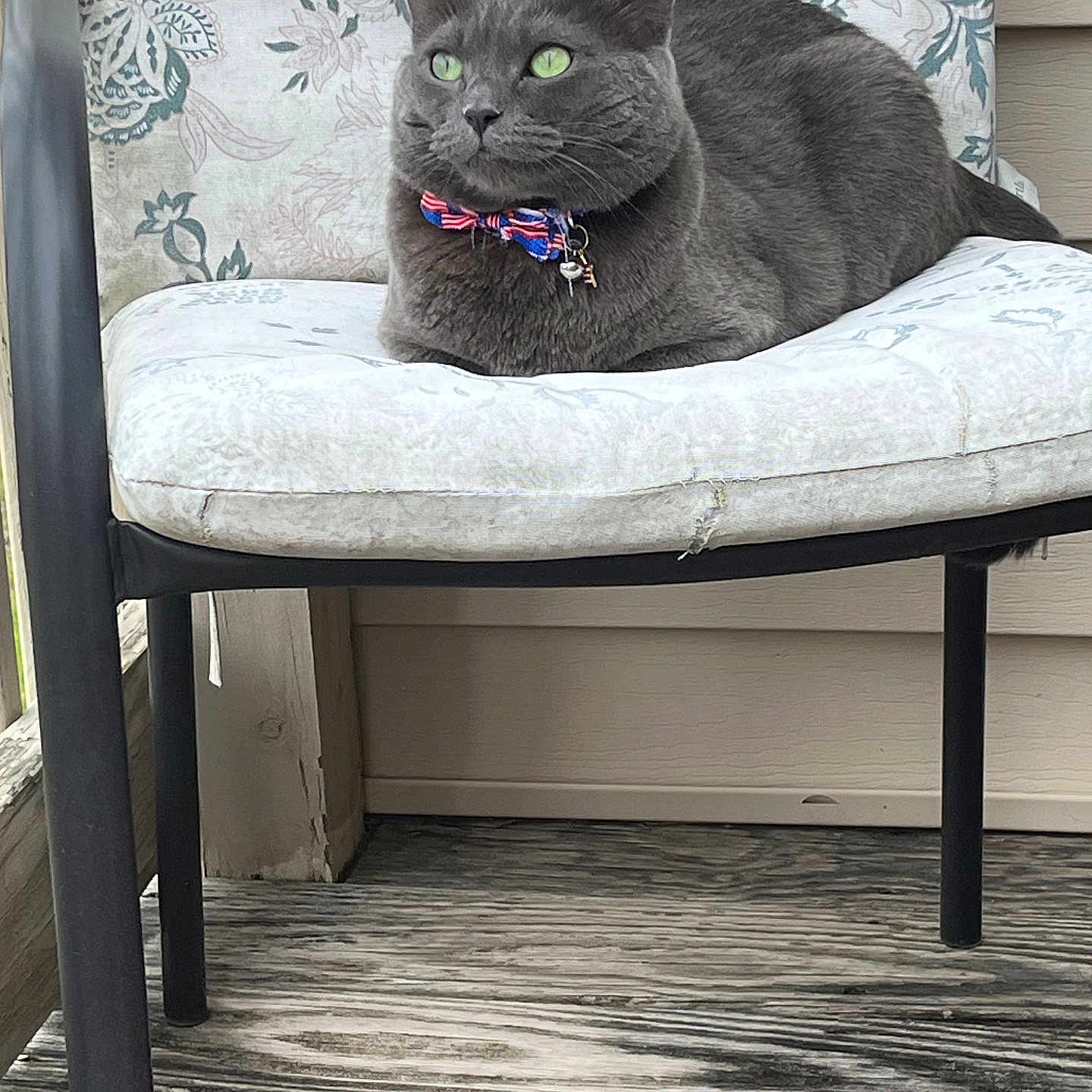 Binxy joined the competition — help win amazing prizes! cat, gray_cat, green_eyes, bow_tie, collar, chair, cushion, floral_pattern, outdoor, porch, wood_floor, pet, animal, feline, relaxed, seated, domestic_animal, close_up, side_view, calm