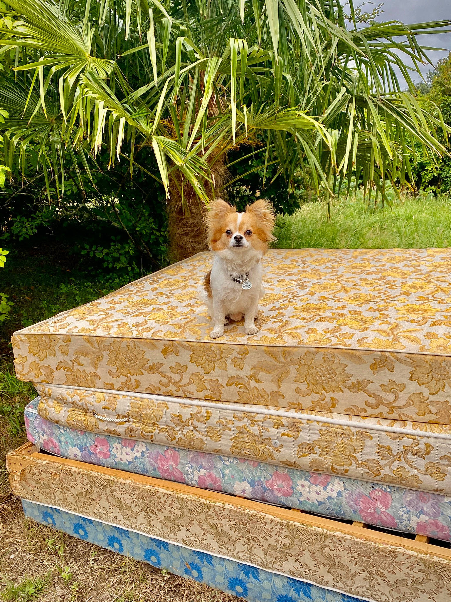 Iron a rejoint le concours — aidez-le/la à gagner de superbes lots ! arecales, botany, carnivore, companion_dog, dog_breed, fawn, felidae, flooring, grass, grass_family, groundcover, landscape, leaf, outdoor_furniture, plant, rectangle, road_surface, tail, tree, wood