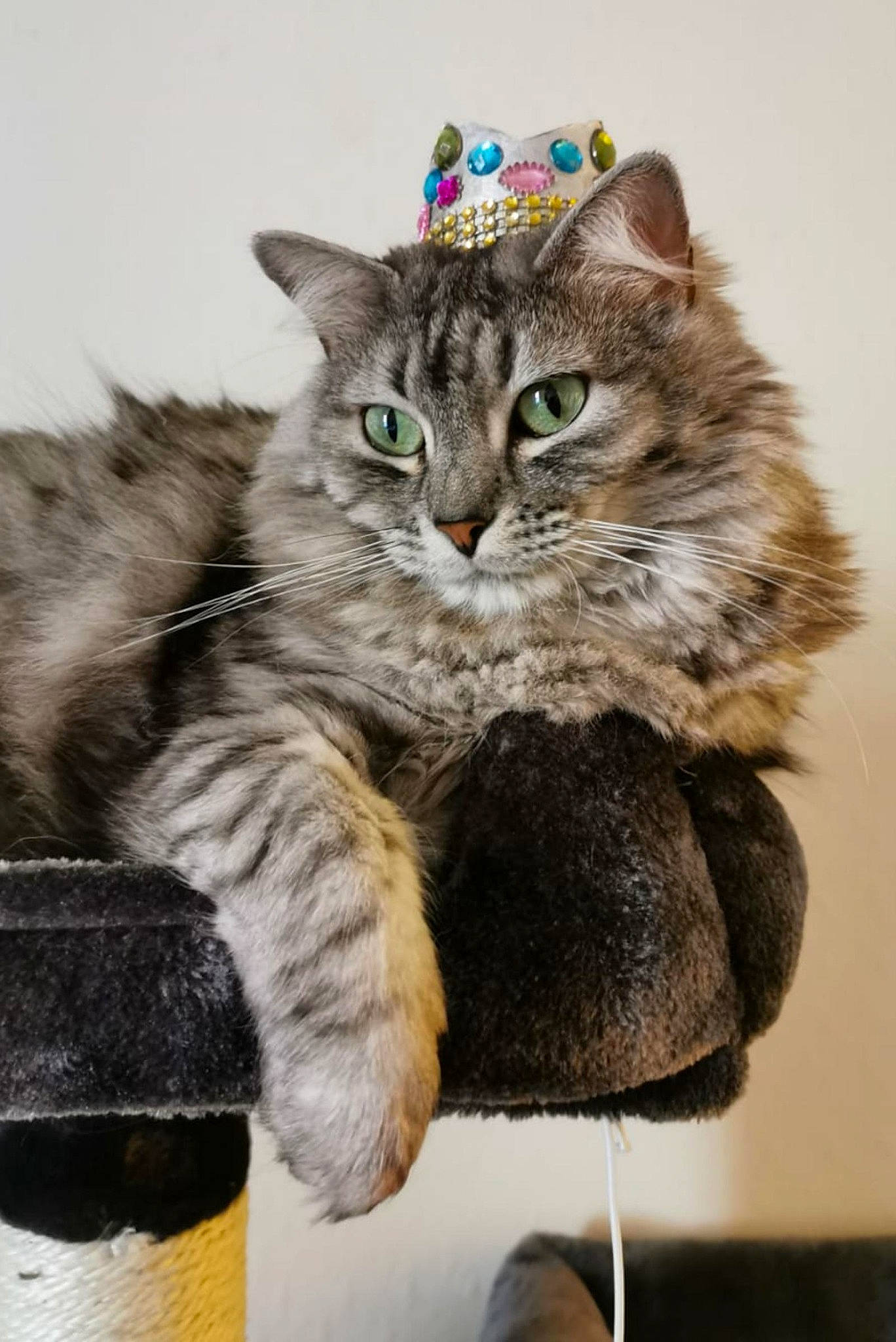 Morphyne participe au concours pour gagner de l'argent avec cette photo : art, carnivore, cat, cat_supply, claw, comfort, domestic_short_haired_cat, felidae, fur, paw, photo_caption, sitting, small_to_medium_sized_cats, snout, tail, terrestrial_animal, whiskers, window