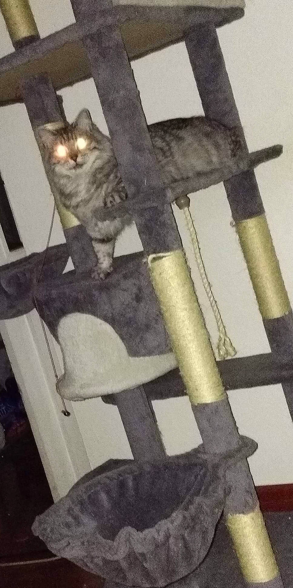 Morphyne a rejoint le concours — aidez-le/la à gagner de superbes lots ! artifact, carnivore, cat, cross, domestic_short_haired_cat, felidae, fur, metal, natural_material, pipe, religious_item, small_to_medium_sized_cats, stairs, still_life_photography, symbol, tail, whiskers, wood
