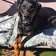 Ruger joined the competition — help win amazing prizes! dog, rottweiler, outdoor, sunlight, cushion, floral_pattern, paw, black_coat, brown_markings, pet, relaxed, animal, garden, shadow, collar, canine, resting, fur, domestic_animal, portrait
