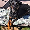 dog, rottweiler, outdoor, sunlight, cushion, floral_pattern, paw, black_coat, brown_markings, pet, relaxed, animal, garden, shadow, collar, canine, resting, fur, domestic_animal, portrait