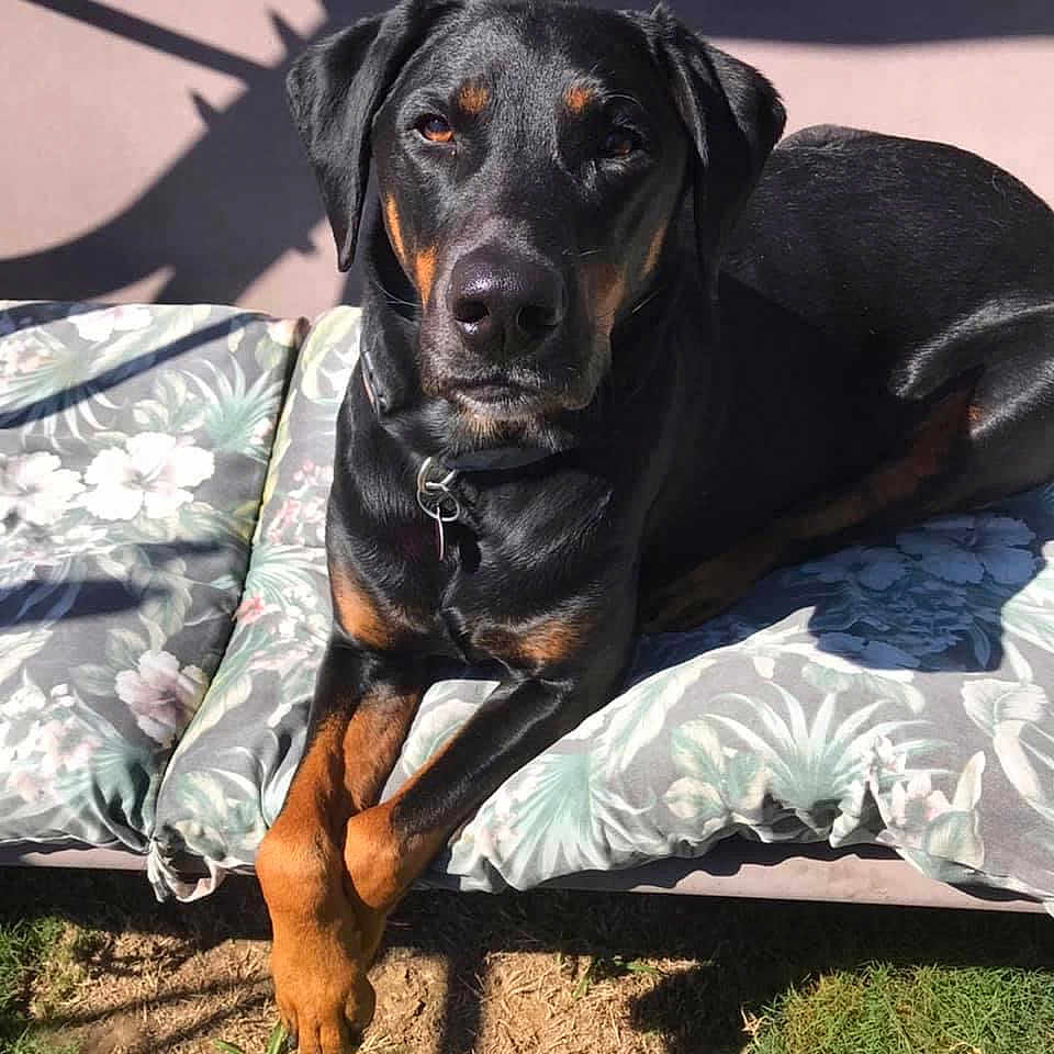 Ruger