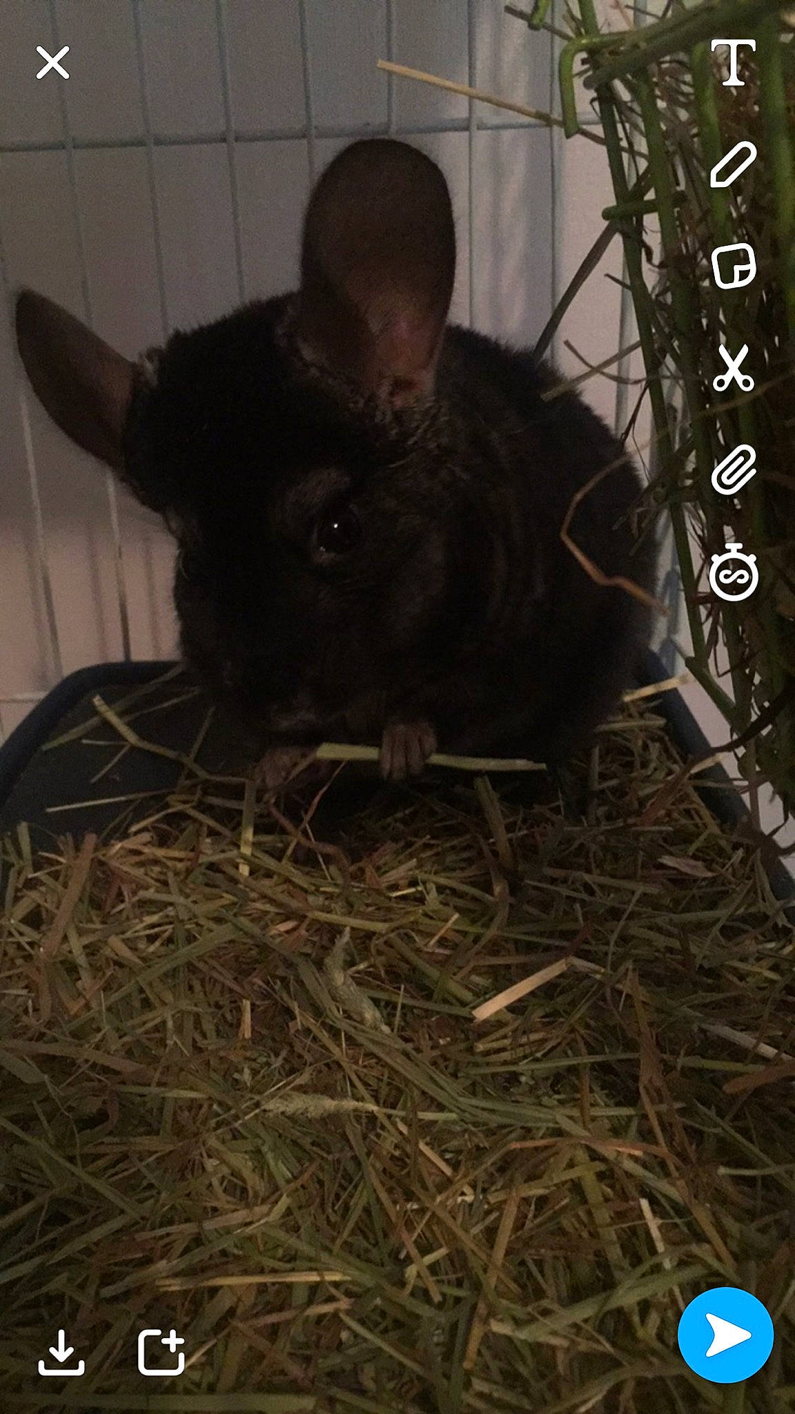 Piti a rejoint le concours — aidez-le/la à gagner de superbes lots ! chinchilla, fawn, rodent