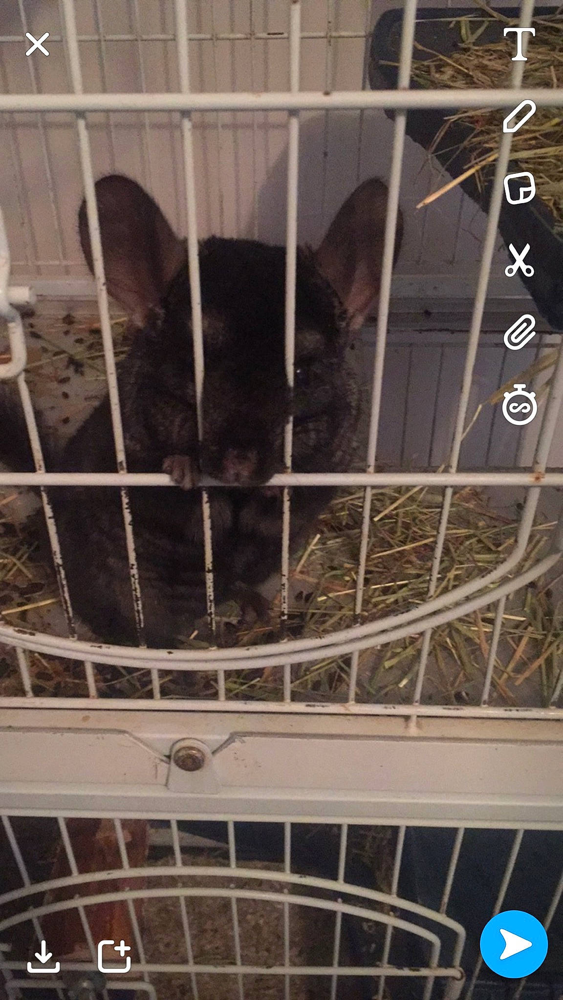 Piti a rejoint le concours — aidez-le/la à gagner de superbes lots ! animal_shelter, cage, canidae