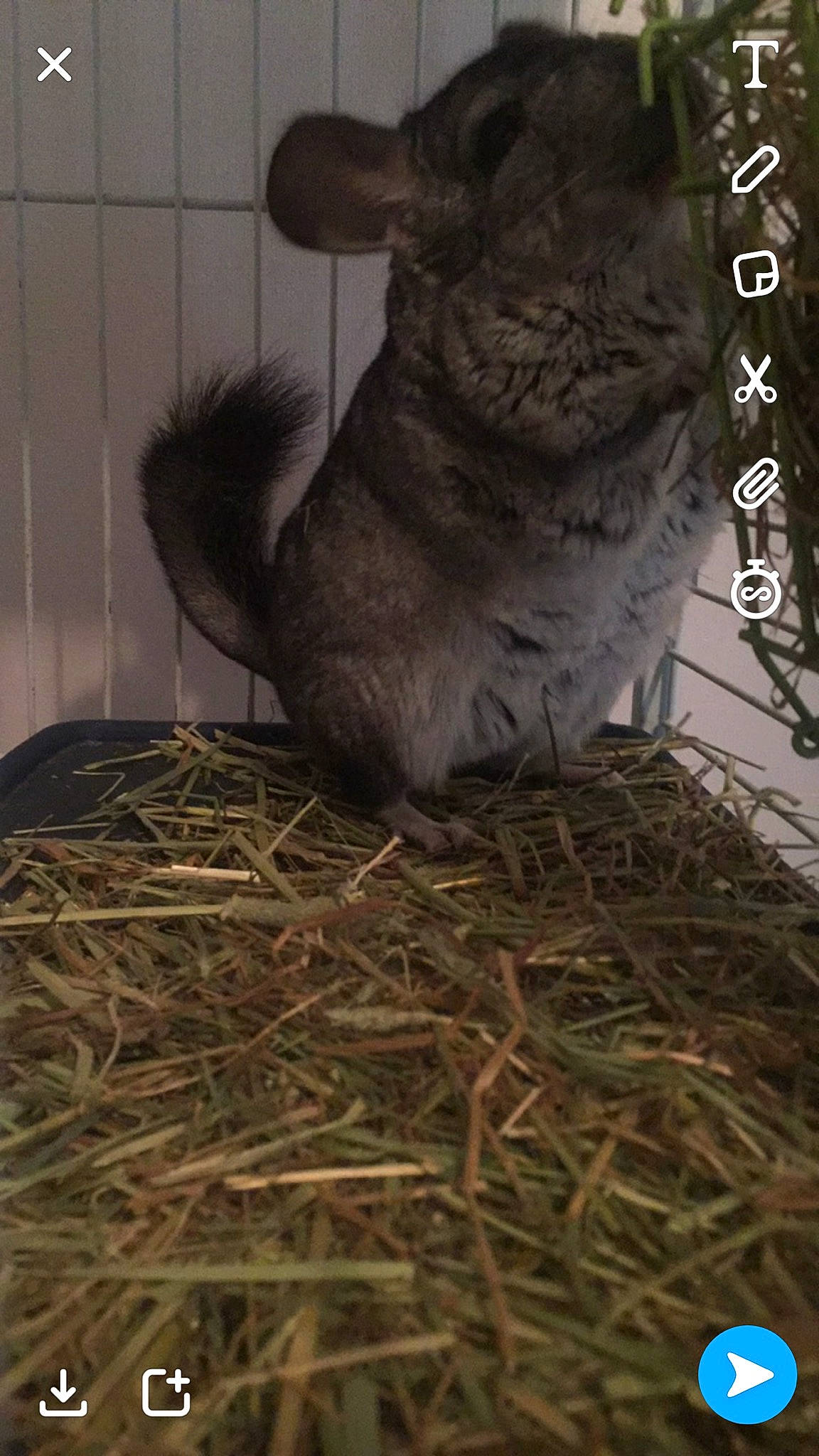 Papou participe au concours pour gagner de l'argent avec cette photo : chinchilla, domestic_rabbit, fawn, hare, mammal, rabbit, rabbits_and_hares, rodent, screenshot