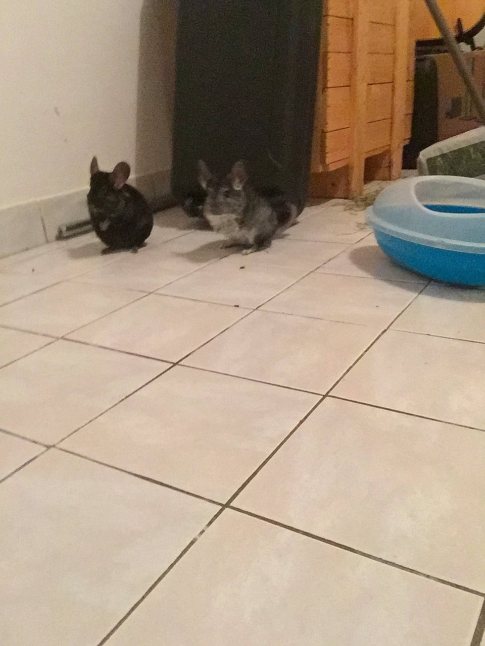 Papou participe au concours pour gagner de l'argent avec cette photo : carnivore, cat, domestic_short_haired_cat, european_shorthair, fawn, felidae, floor, flooring, hardwood, kitten, room, small_to_medium_sized_cats, tail, tile, whiskers, wood