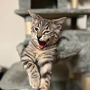 Ash is registered to the contest to win money with this photo: cat, kitten, tabby, feline, pet, animal, cute, playful, yawning, indoor, cat_tree, fur, whiskers, ears, paw, blurred_background, household, mammal, domestic_animal, young