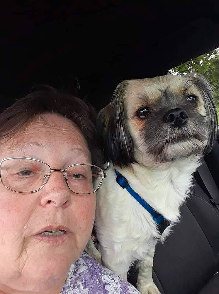 Benji is registered to the contest to win money with this photo: canidae, carnivore, companion_dog, dog, dog_breed, dog_supply, event, eye, eyewear, fawn, fur, glasses, happy, liver, shih_tzu, snout, sporting_group, tie, toy_dog, vision_care